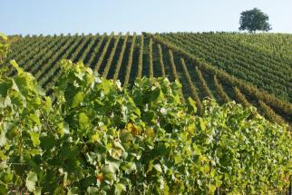 Weinberge bei Kelheim